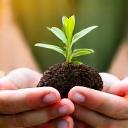 Image of a person carefully examining a healthy native plant from a plant kit
