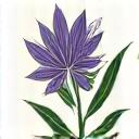 Colorado Native Plant Trust Logo